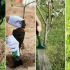 Декоративни дрвја и грмушки - како правилно да се засади
